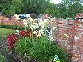 White Lily of the Nile / Agapanthus africanus 
